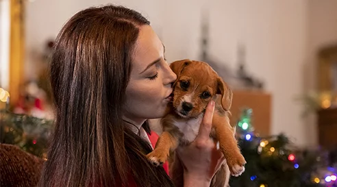 Douze chiots pour Noël
