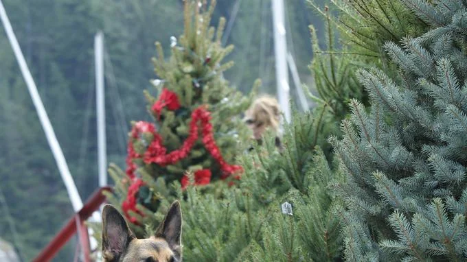 Une bonne étoile pour Noël